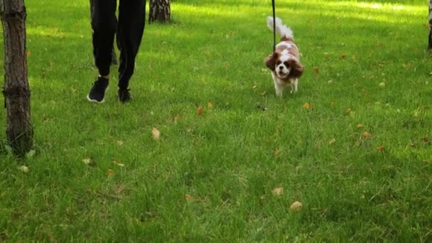 Slow Motion Cavalier King Charles Spaniel Puppy Runs Next Its — Stock Video