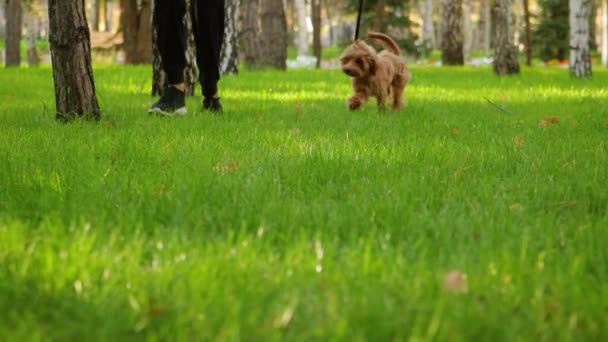 ゆっくりとした動きの中で マルティポオの子犬は公園の芝生を渡って飼い主と一緒に走ります 選択的なフォーカス — ストック動画
