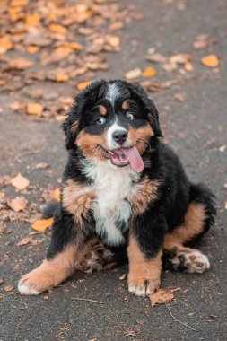 Bernese Dağ Köpeği 'nin portresi bir sonbahar parkının arka planında..