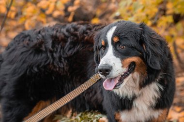 Bernese Dağ Köpeği cinsinden bir köpek sonbahar parkında tasmayla dolaşıyor.