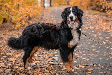Bernese Dağ Köpeği cinsinden bir köpek sonbahar parkında tasmayla dolaşıyor.