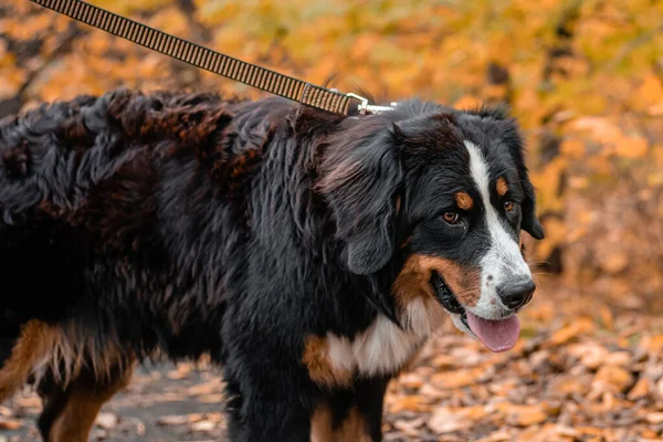 Bernese Dağ Köpeği cinsinden bir köpek sonbahar parkında tasmayla dolaşıyor.