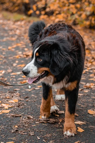 Bernese Dağ Köpeği cinsinden bir köpek sonbahar parkında tasmayla dolaşıyor.