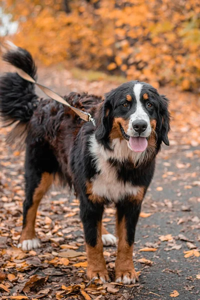 Bernese Dağ Köpeği cinsinden bir köpek sonbahar parkında tasmayla dolaşıyor.