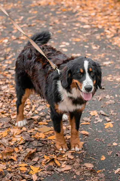 Bernese Dağ Köpeği cinsinden bir köpek sonbahar parkında tasmayla dolaşıyor.