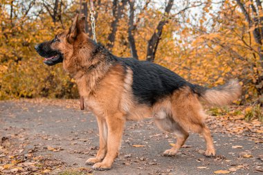 Alman çoban köpeği bir sonbahar parkının arka planında duruyor.