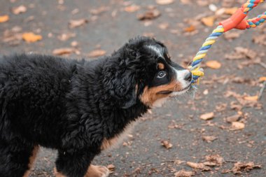 Bir Bernese Dağ Köpeği oyuncak bir iple çekiştirmece oynar..