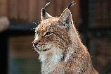 Hayvanat bahçesindeki bir vaşağın yakın plan portresi..