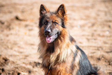 Kumda yatan bir Alman çoban köpeği portresi..