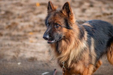 Kumda yatan bir Alman çoban köpeği portresi..