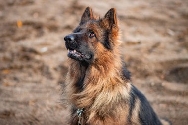 Kumda yatan bir Alman çoban köpeği portresi..