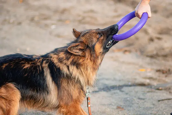 Sahibiyle oynayan lastik bir oyuncağı çekiştiren bir Alman çoban köpeği portresi. Eğitim, köpek yetiştirme..