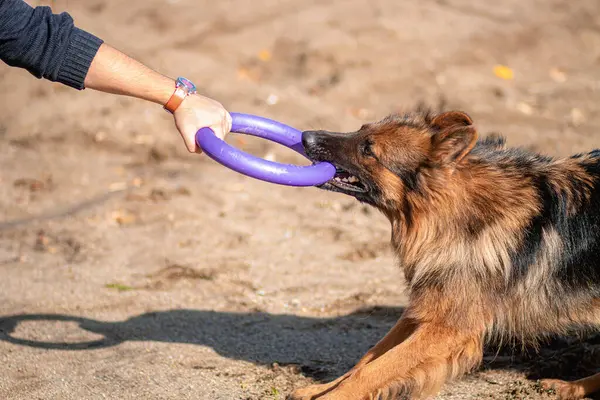 Sahibiyle oynayan lastik bir oyuncağı çekiştiren bir Alman çoban köpeği portresi. Eğitim, köpek yetiştirme..