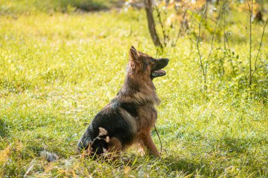 Ormandaki uzun çimlerde oturan bir Alman çoban köpeğinin portresi..