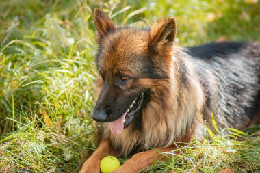 Ormandaki uzun çimlerde oturan bir Alman çoban köpeğinin portresi..