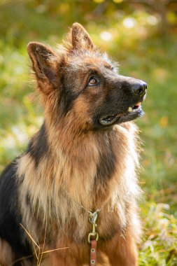 Ormandaki uzun çimlerde oturan bir Alman çoban köpeğinin portresi..