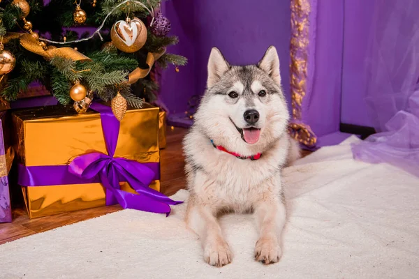 Portrét Šedého Husky Psa Sedícího Pozadí Vánoční Výzdoby — Stock fotografie
