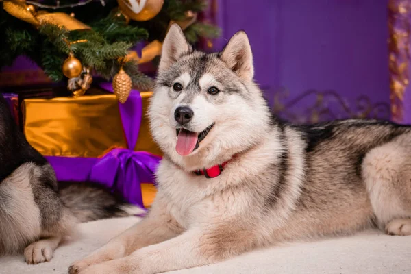 Noel Süslemelerinin Arka Planında Oturan Gri Boğuk Bir Köpeğin Portresi — Stok fotoğraf