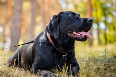 Siyah Labrador köpeğinin portresi parkın arka planında çimlerin üzerinde yatıyor..