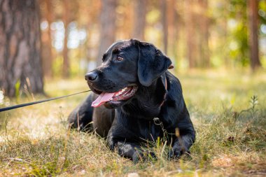 Siyah Labrador köpeğinin portresi parkın arka planında çimlerin üzerinde yatıyor..