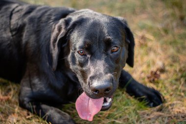 Siyah Labrador köpeğinin portresi parkın arka planında çimlerin üzerinde yatıyor..