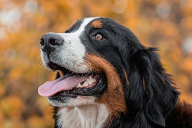 Bernese Dağ Köpeği 'nin yakın plan portresi bir sonbahar parkının arka planında..