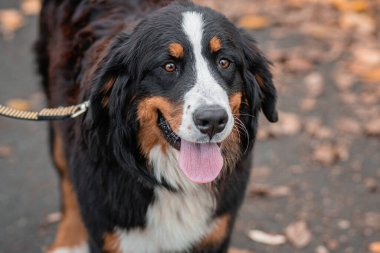 Bernese Dağ Köpeği 'nin yakın plan portresi bir sonbahar parkının arka planında..