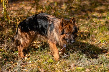 Sonbaharda yürüyüş yapan bir Alman çoban köpeği portresi.
