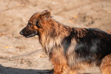Sonbaharda yürüyüş yapan bir Alman çoban köpeği portresi.