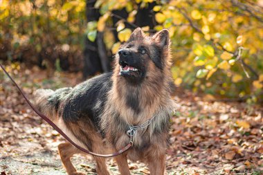 Sonbaharda yürüyüş yapan bir Alman çoban köpeği portresi.