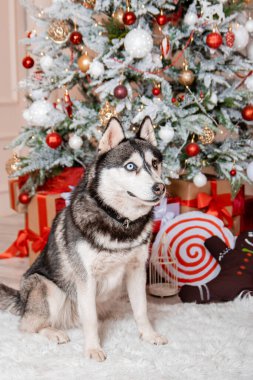 Noel süslemelerinin arkasında oturan iri yapılı bir köpeğin portresi..