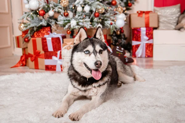 Noel Süslemelerinin Arkasında Oturan Iri Yapılı Bir Köpeğin Portresi — Stok fotoğraf