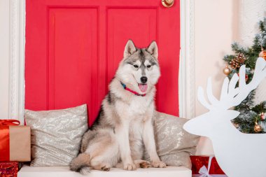 Noel süslemelerinin arkasında oturan iri yapılı bir köpeğin portresi..