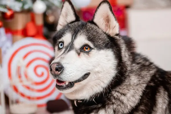 Noel Süslemelerinin Arkasında Oturan Iri Yapılı Bir Köpeğin Portresi — Stok fotoğraf
