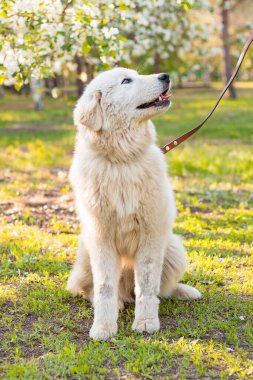 Maremma Abruzese Çoban Köpeği, çiçek açan bir arka planda parkta oturuyor..