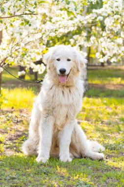 Maremma Abruzese Çoban Köpeği, çiçek açan bir arka planda parkta oturuyor..