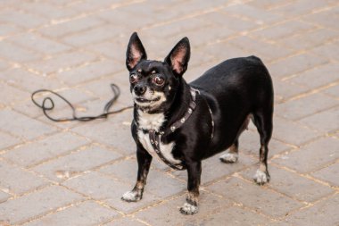 Oyuncak teriyerinin küçük bir köpeği ve chihuahua parkta yürür..