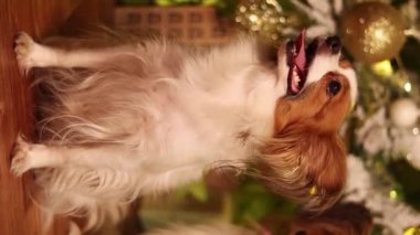 Dikey video, bir Papillon köpeğinin portresi bir Noel ağacının arka planında ve hediyeler.
