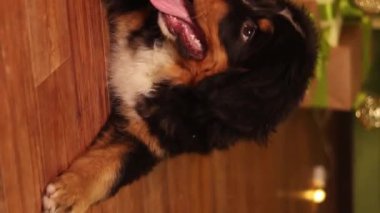Bernese Dağ Köpeği 'nin portresi Noel hediyelerinin arka planında yerde yatıyordu..