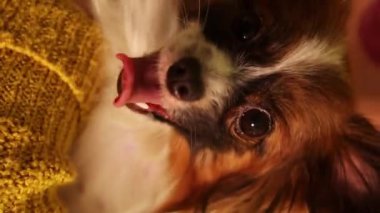 Dikey video, bir kadının kollarındaki Papillon köpeğinin yakın plan portresi bir Noel ağacının arka planına karşı..