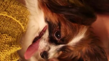 Dikey video, bir kadının kollarındaki Papillon köpeğinin yakın plan portresi bir Noel ağacının arka planına karşı..