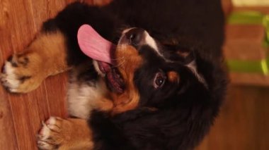 Bernese Dağ Köpeği 'nin portresi Noel hediyelerinin arka planında yerde yatıyordu..