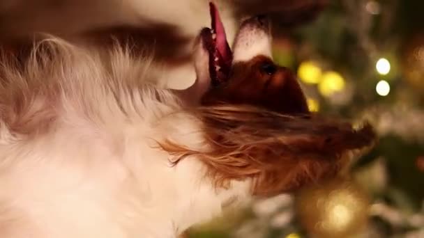 Vídeo Vertical Retrato Cão Papillon Contra Fundo Uma Árvore Natal — Vídeo de Stock