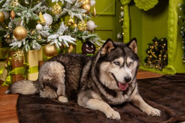 A husky dog lies on a carpet against the backdrop of a Christmas tree and decorations.