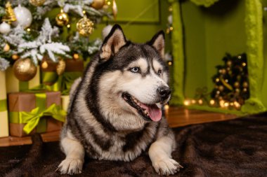 A husky dog lies on a carpet against the backdrop of a Christmas tree and decorations.