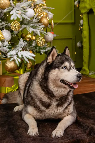 Husky Dog Lies Carpet Backdrop Christmas Tree Decorations — Stok fotoğraf