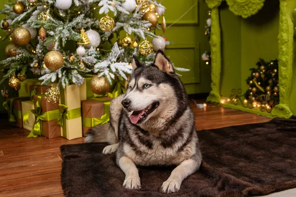 Husky Dog Lies Carpet Backdrop Christmas Tree Decorations — Stock fotografie