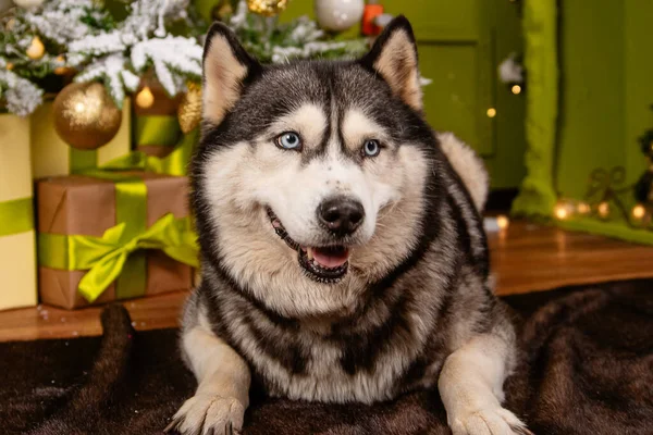 Husky Dog Lies Carpet Backdrop Christmas Tree Decorations — Stock fotografie