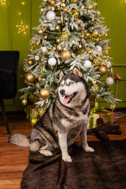 İri yarı bir köpek, dili halıya sarkık bir şekilde oturur Noel ağacının zeminine ve süslemelerine karşı..