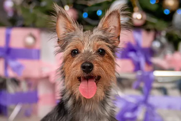 在圣诞树和礼物的背景下 一只小松鼠犬的特写 — 图库照片